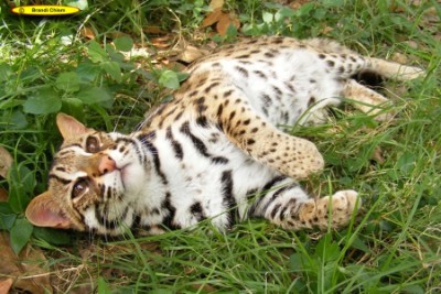 ALC - Bengalkatze - Bengalkatzen Asiatische Leopardenkatze - Wildkatze